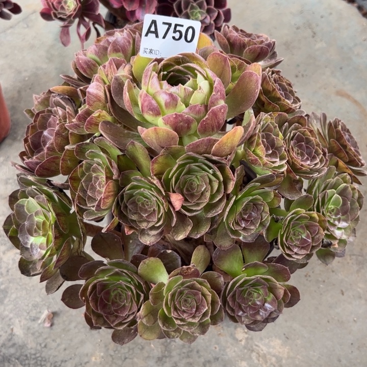 750黑魔32厘米左右半木