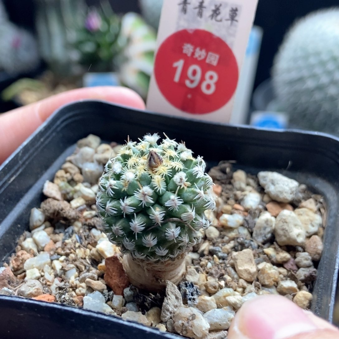 实生带花苞海胆娇丽2.1cm