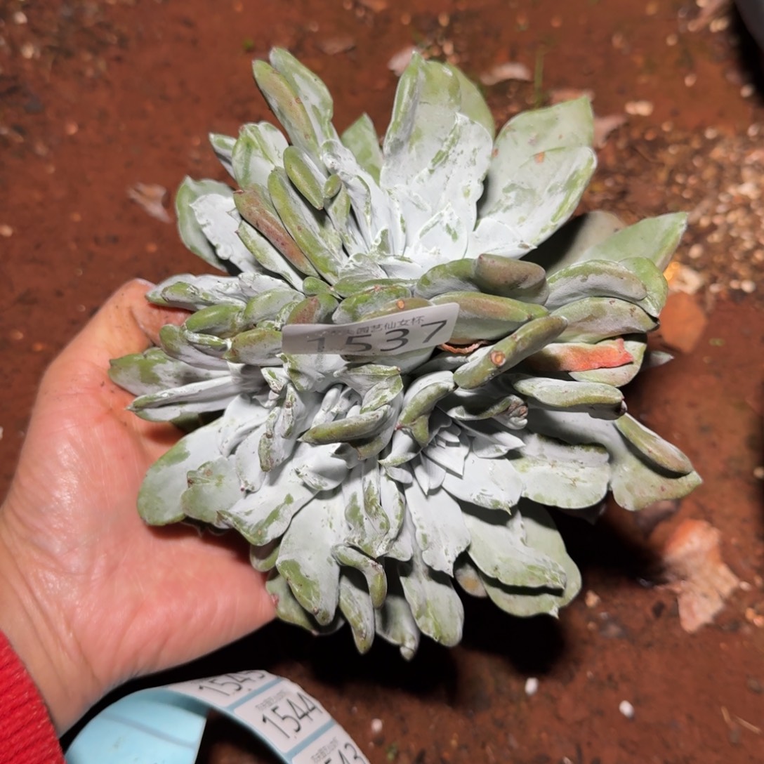 雨***相3代杂交仙女杯多肉福利处理