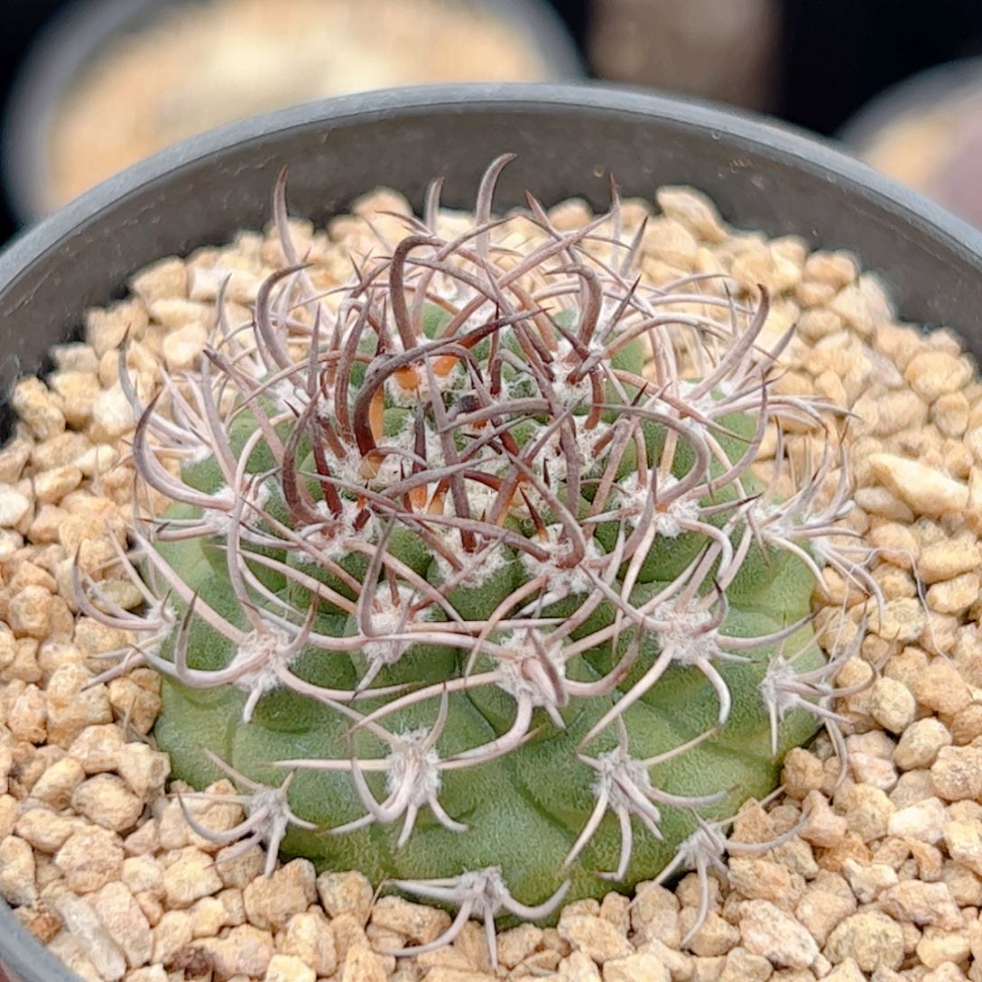 实生 逆豹丸仙人球