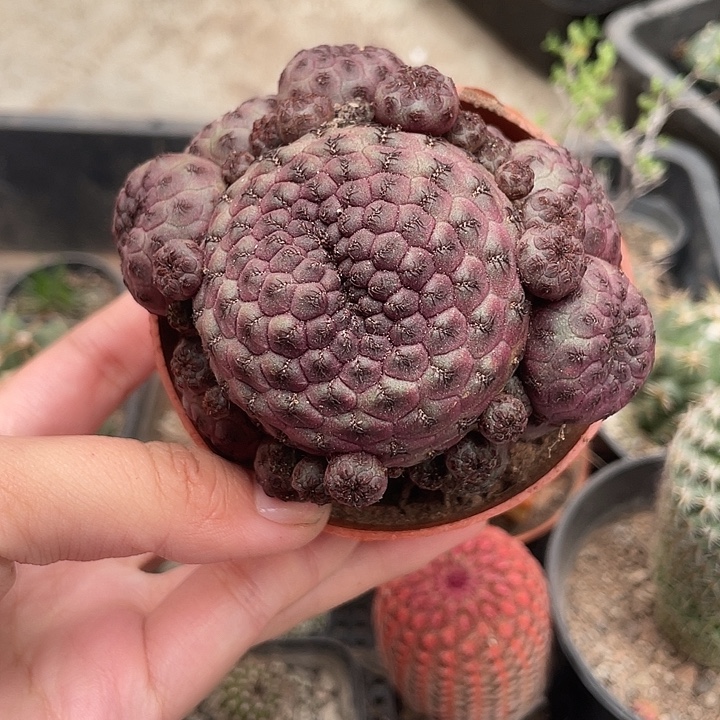 546红丽丸仙人球植物