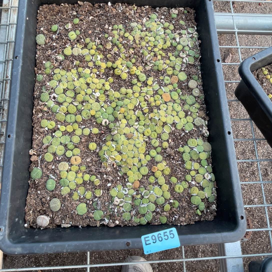 喵***猫9655筐福利不售后