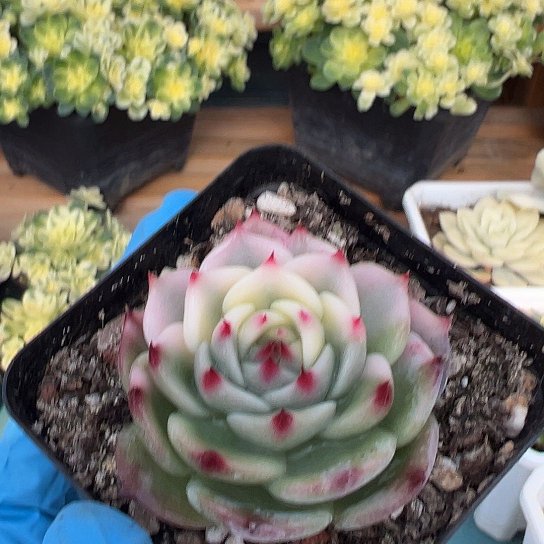 吉娃娃锦，半覆轮锦