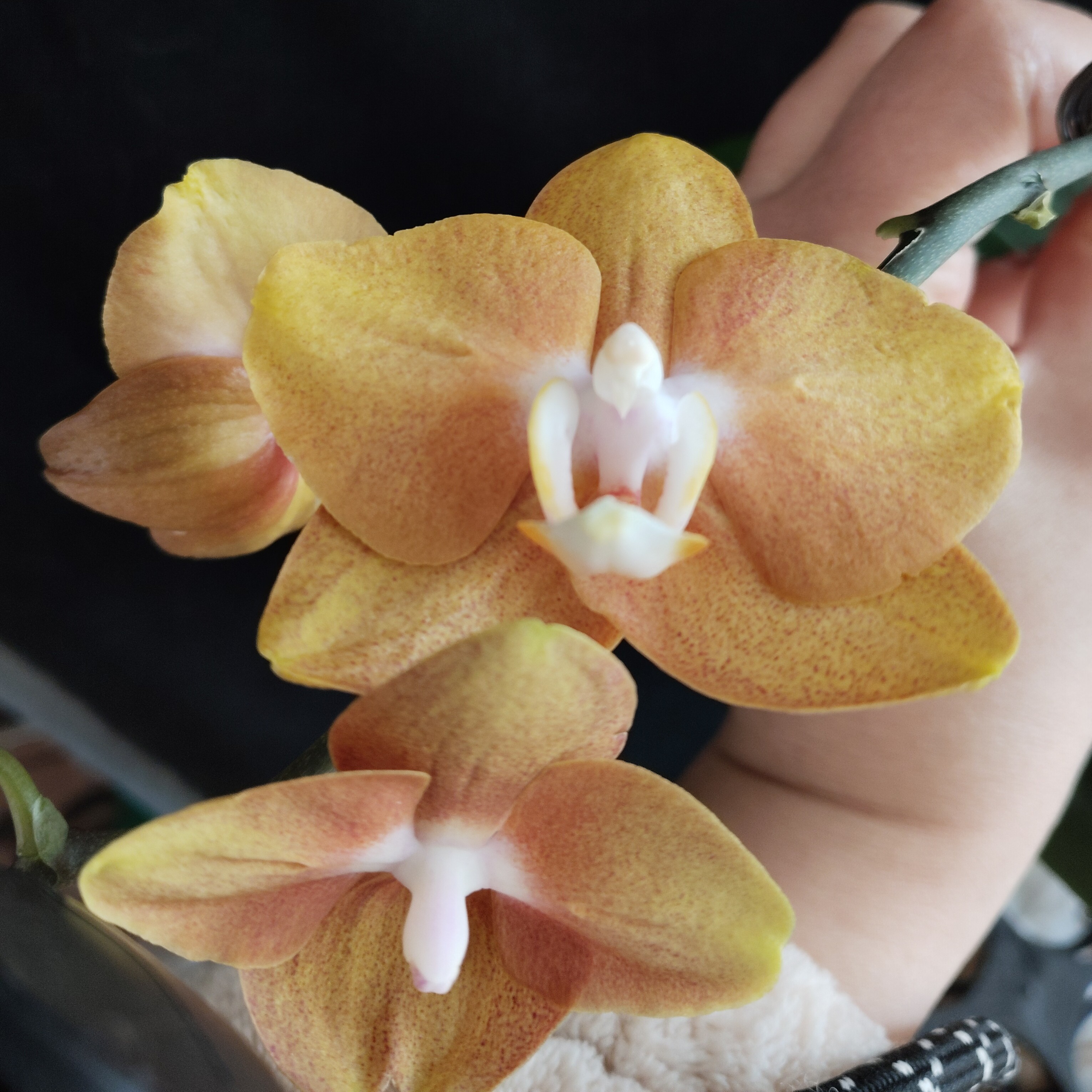 拉斯维加斯蝴蝶兰3.5杯2花剑不带花（如收到叶有轻微瑕疵建议勿拍）