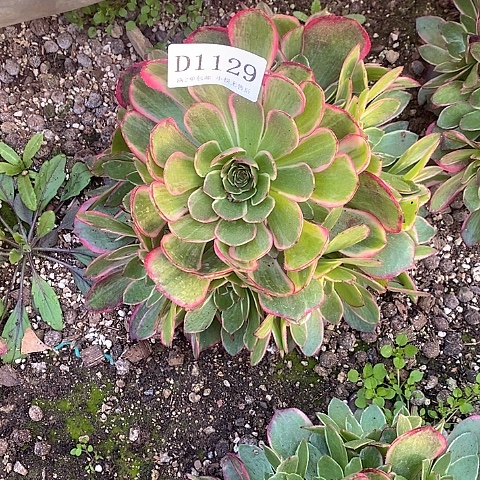 1129夜宴粉花妖多肉