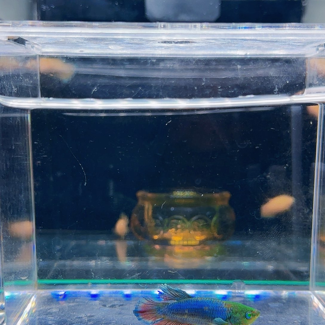 斗鱼活体观赏鱼好养耐活