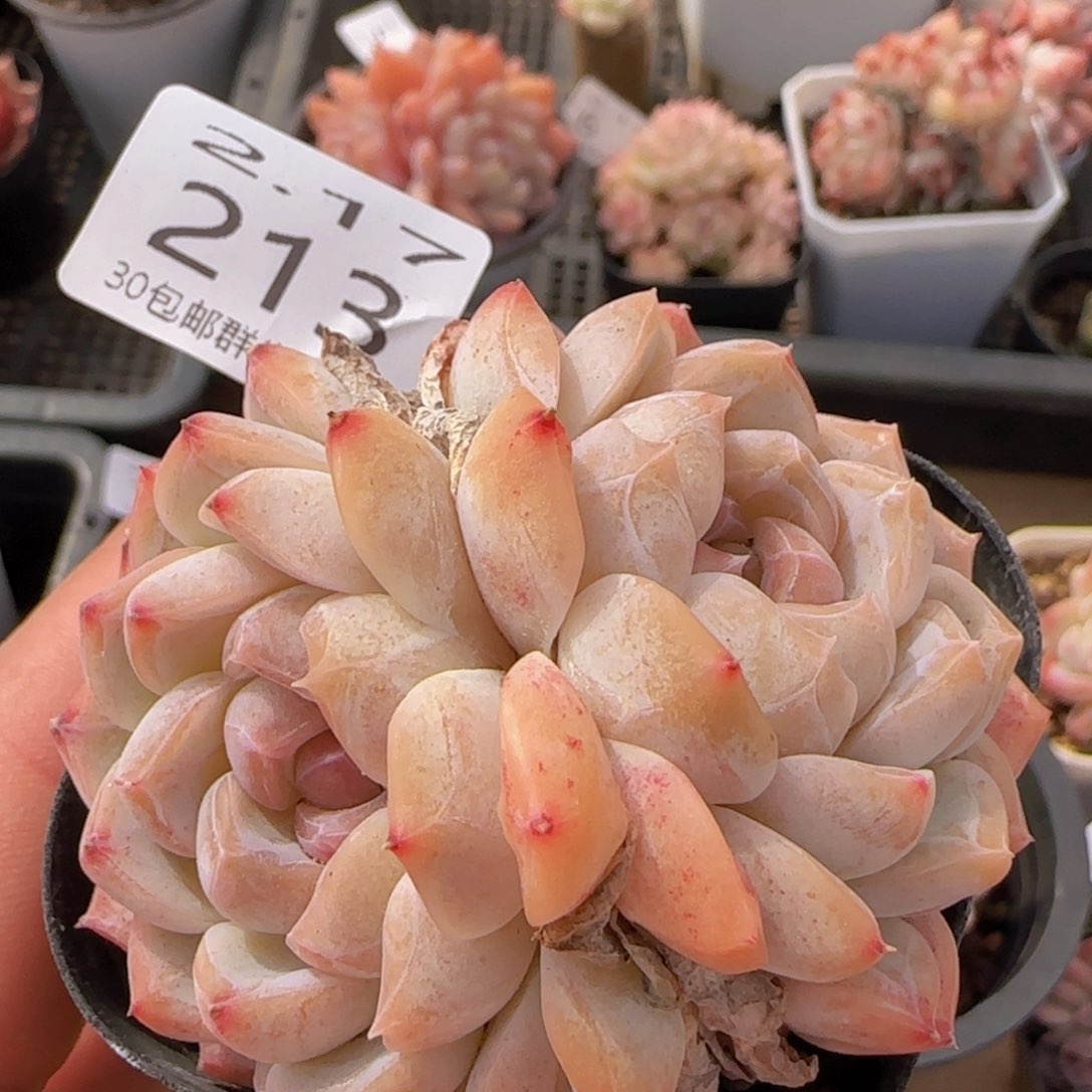 双头白桃汽水母本一颗