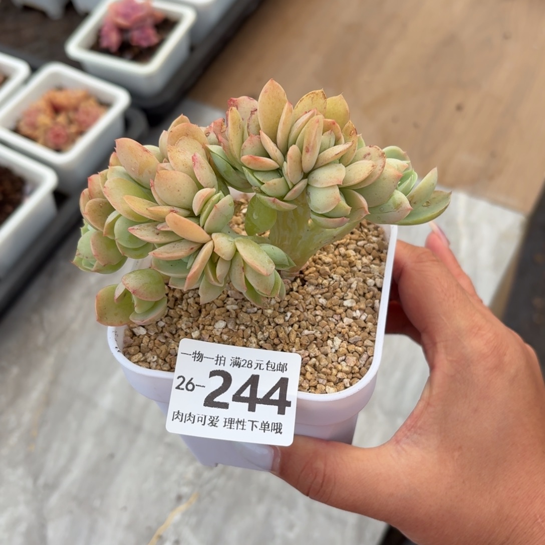 碧桃缀化无无盆土发货