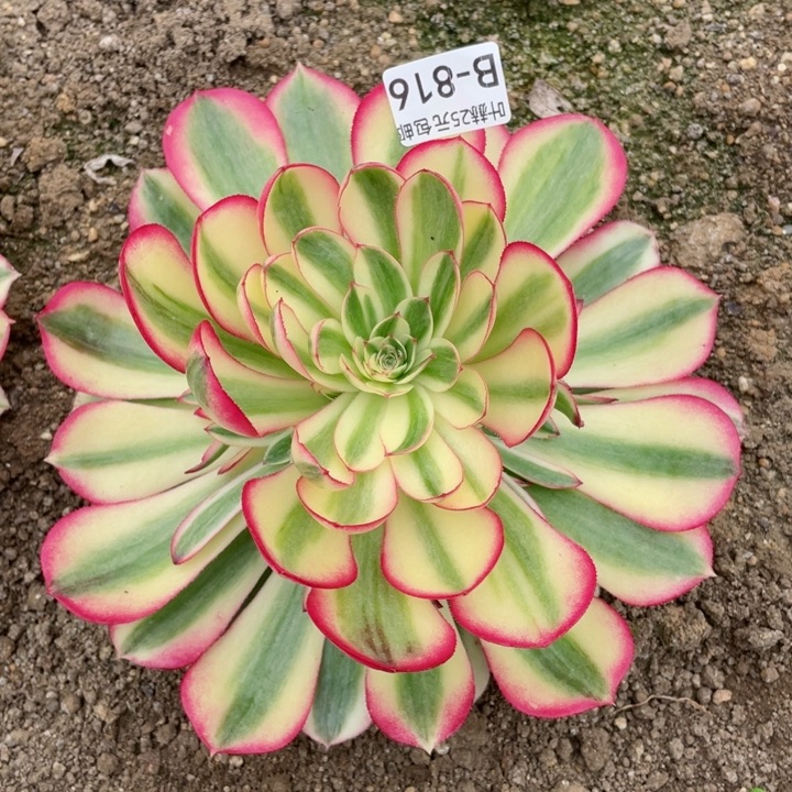 816倾城多肉12345678