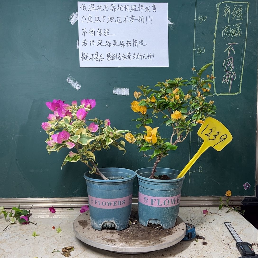 全部花苞下播 金边宫粉 小金雀 1239