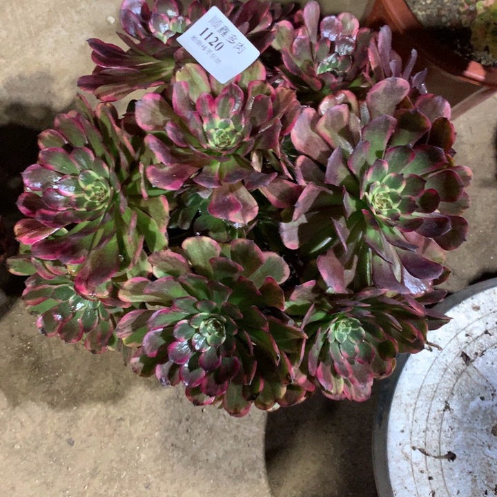 1120烟花多肉植物特价