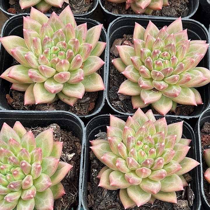 团  105  单头   甲骨文