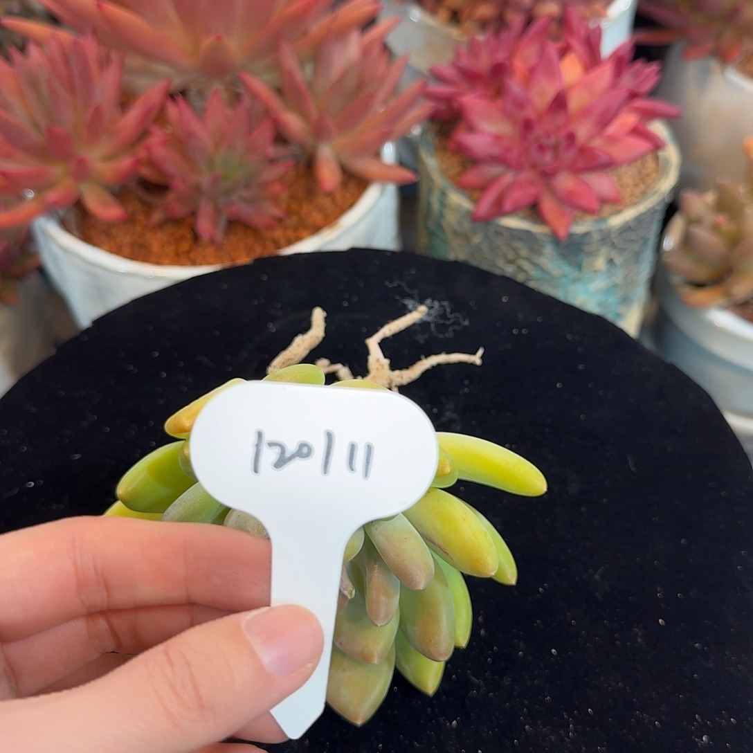 精品多肉植物120111