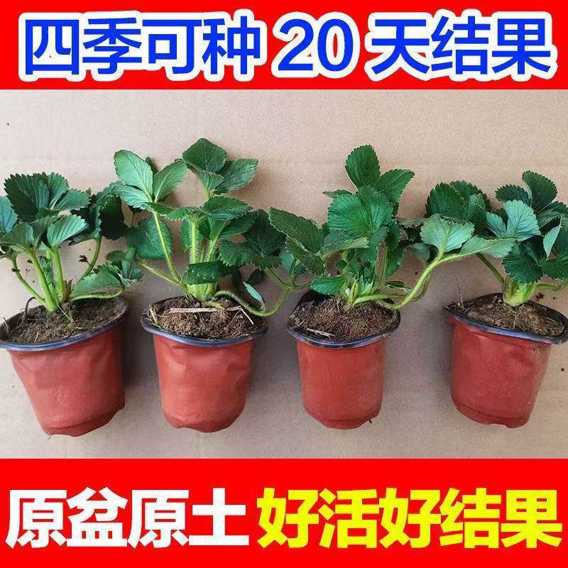 【双色盆】耐寒草莓草莓苗草莓苗盆栽新手阳台水果南北方种植果树