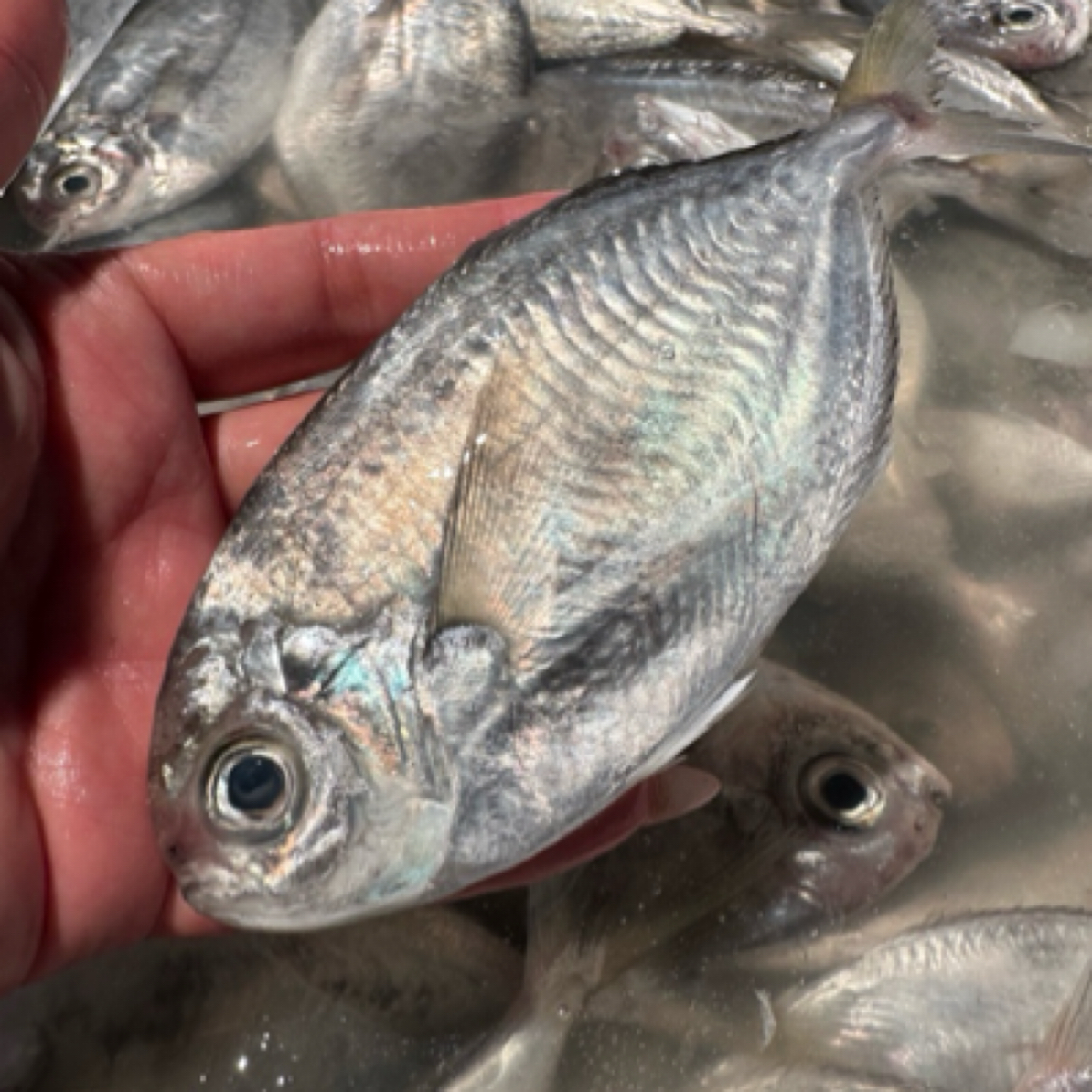 【湛江直发】野生海捕南鲳 2-3条 4-5条 6-7条/斤 4斤装  顺丰包邮