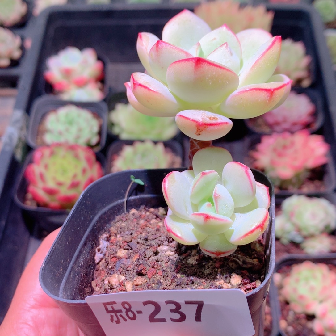 乐然8-237 香草带仔