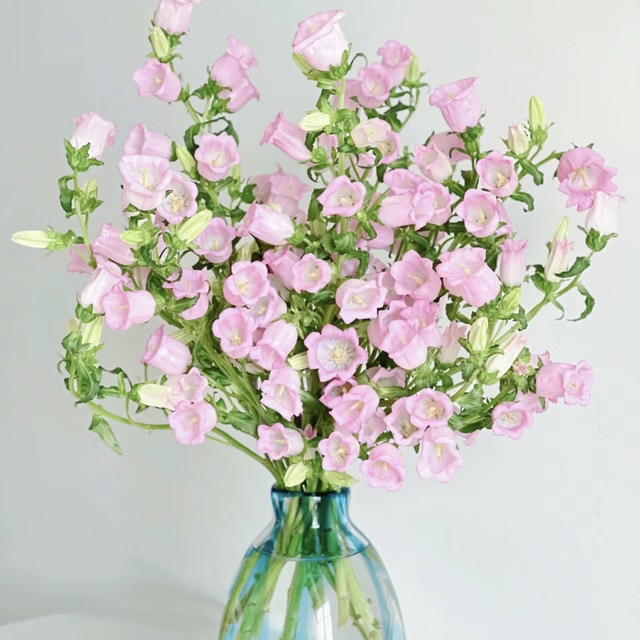 风铃花【1单包邮】风铃花超美