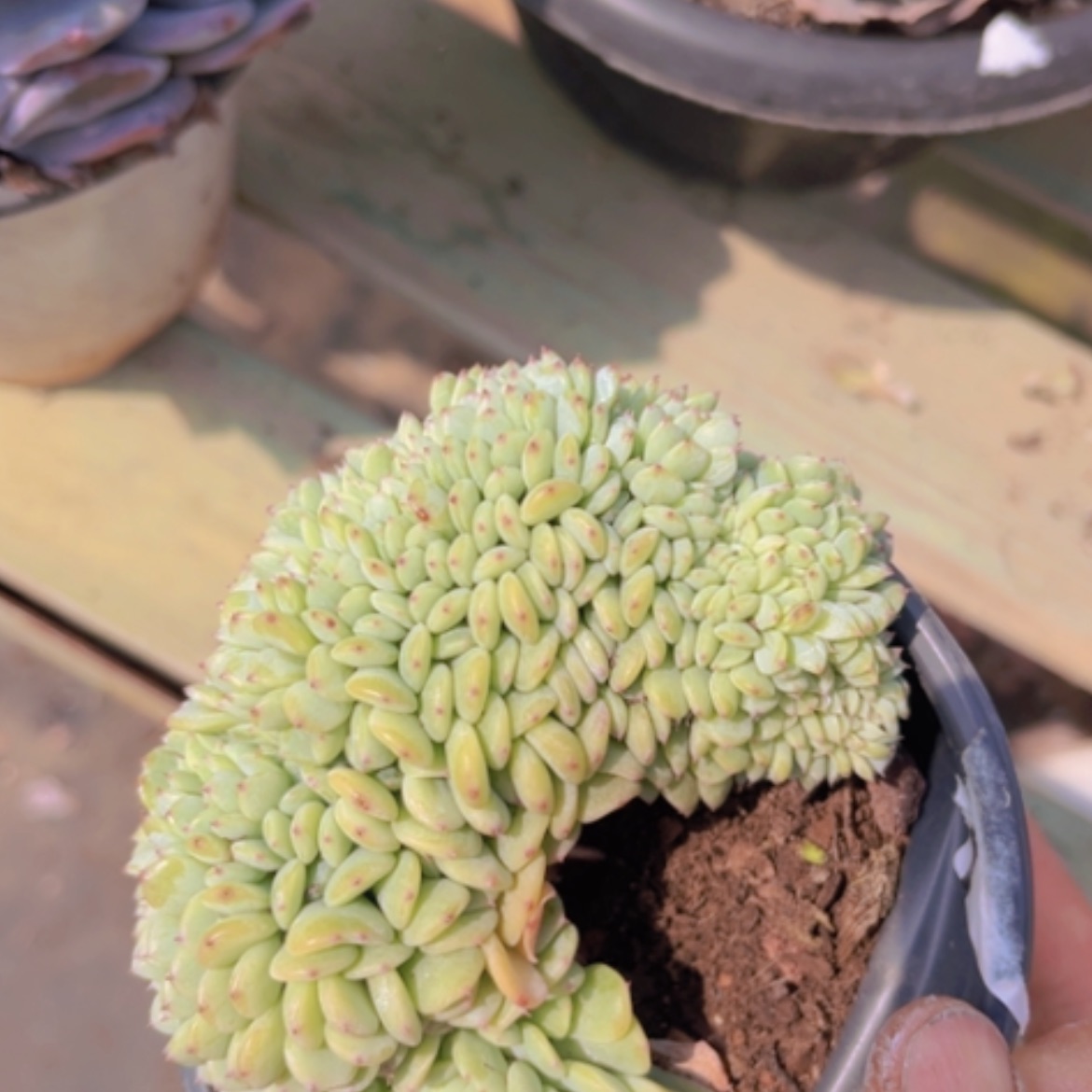 【闪购商品】白胖子缀0935