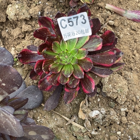 573莫兰迪多肉植物