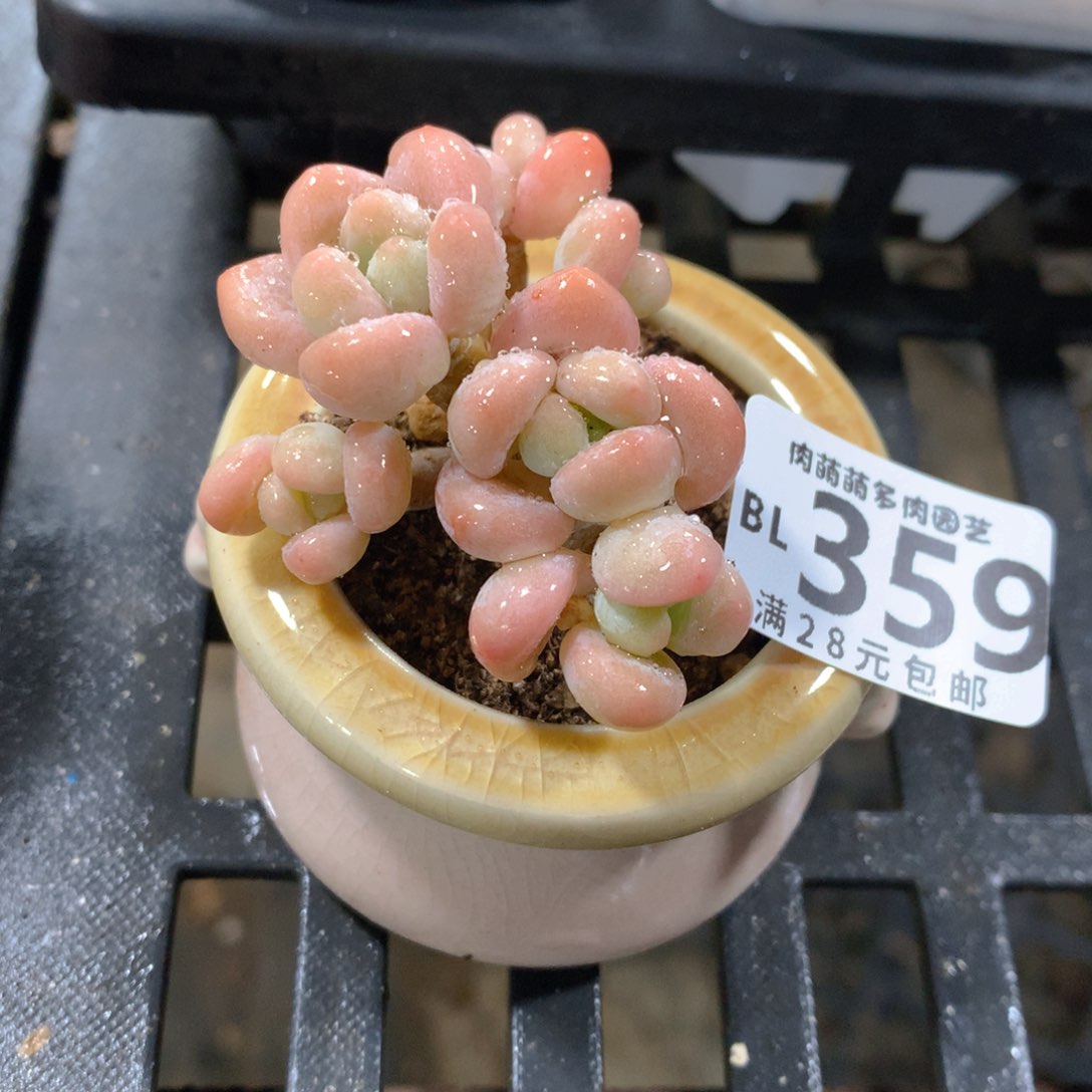 肉萌萌5cm拇指盆精控多肉BL359