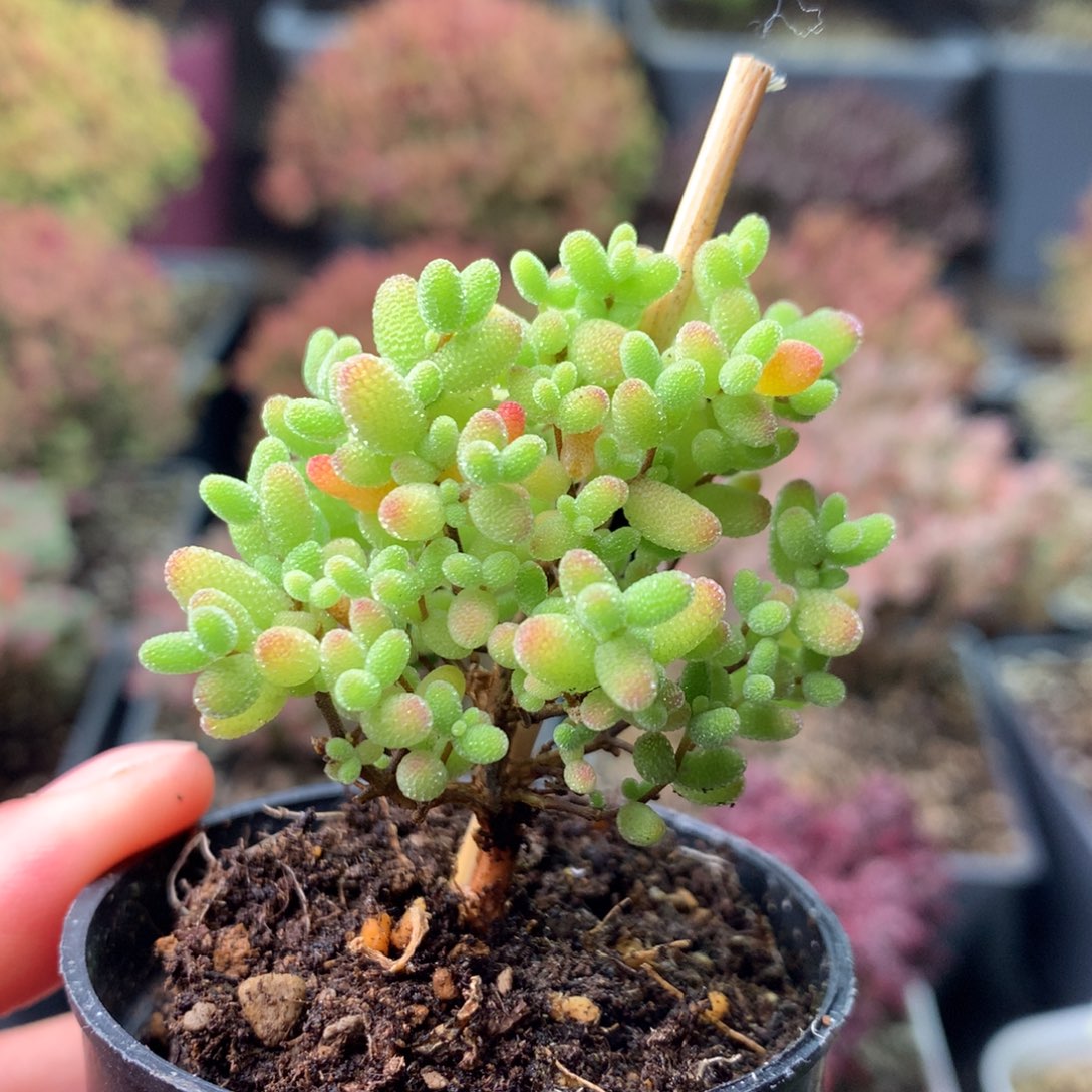125蜜橘糖球 。    