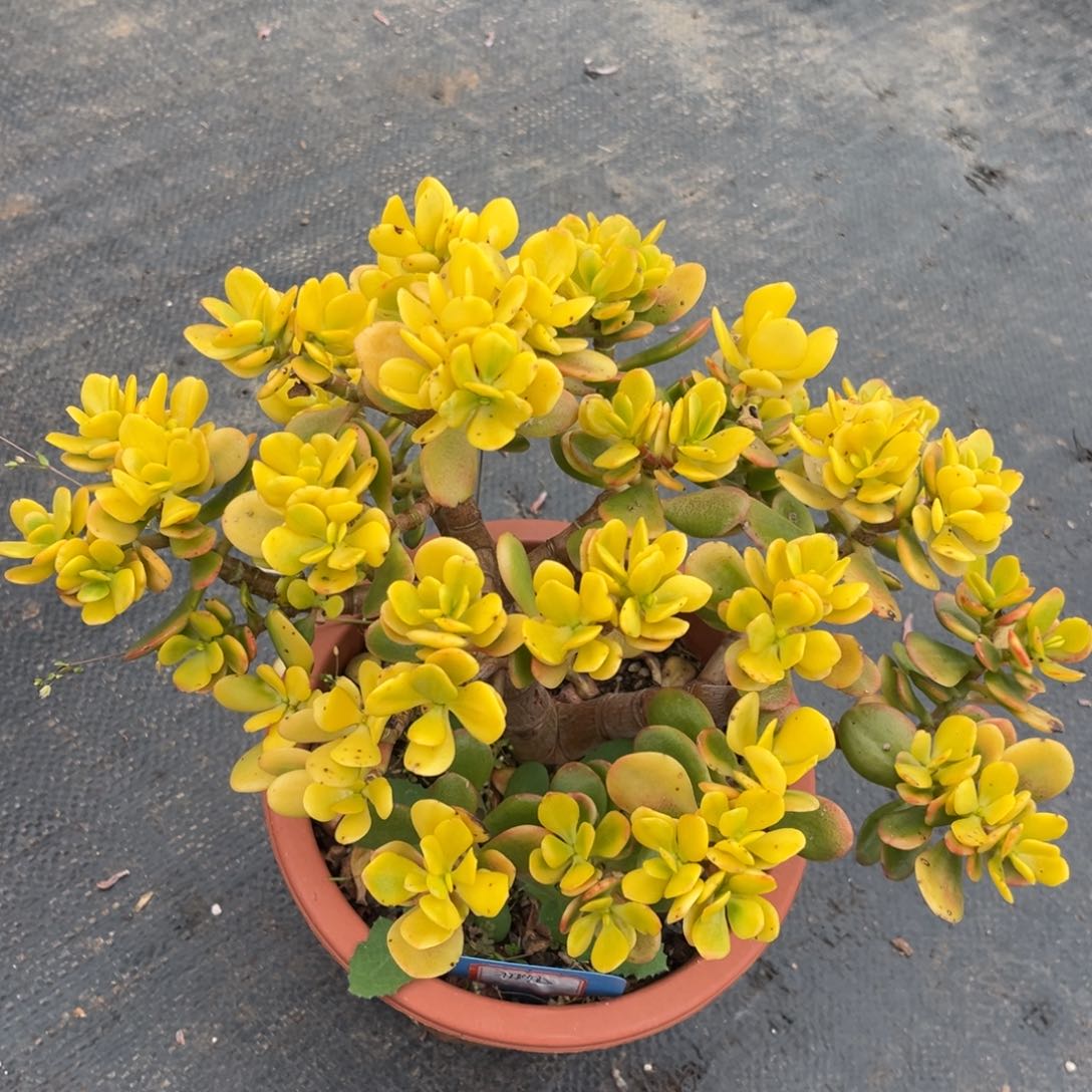 小雨多肉初见玉树