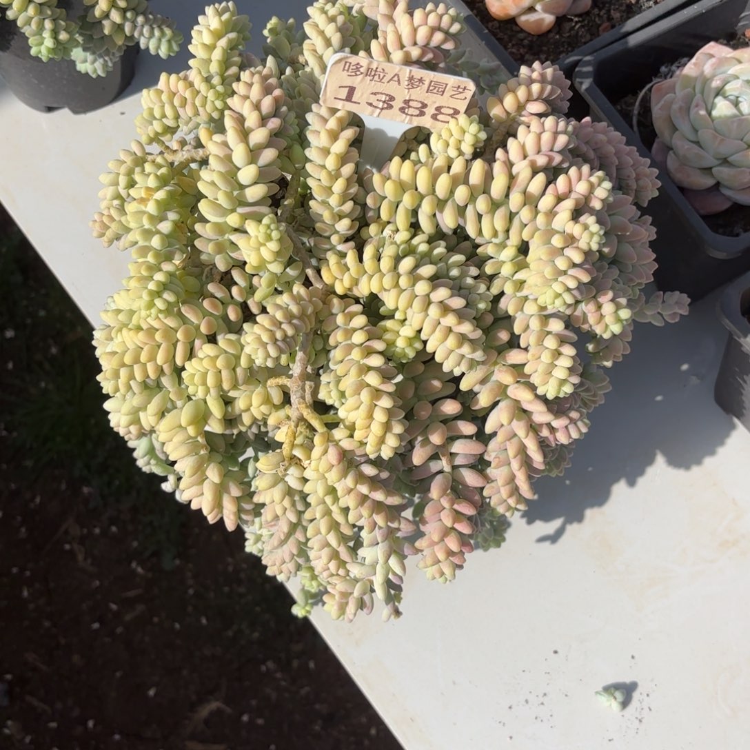 K*n开开心心每一天1388