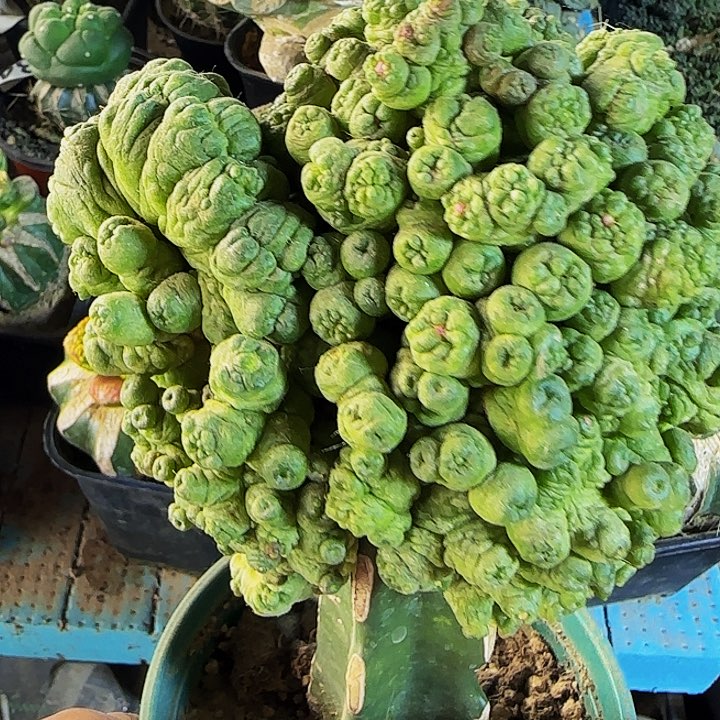 高沙770仙人球开花