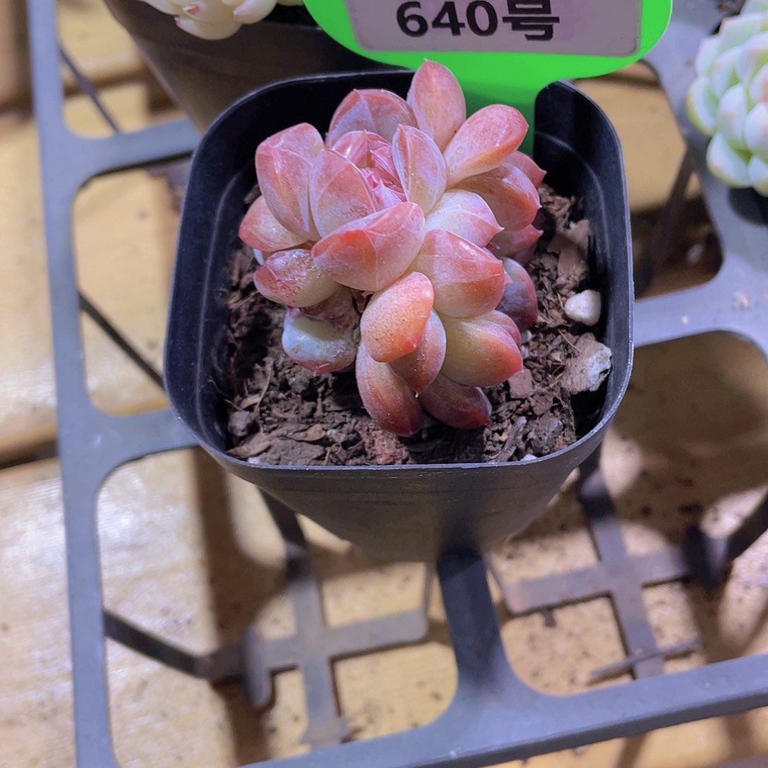 640号 珍妮糖心缀化