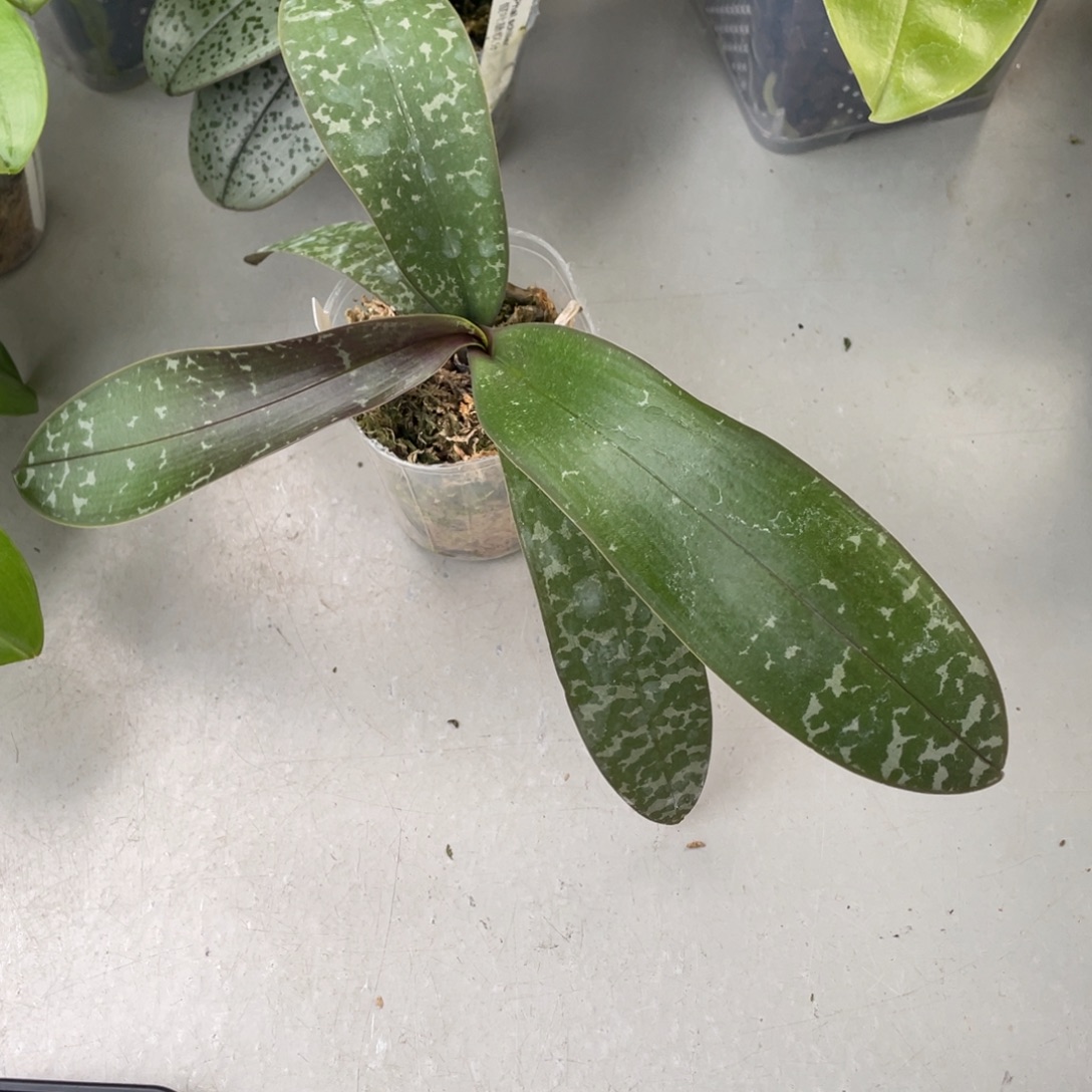 当前无花栽培后可以开花DJ西交黄史，浓香