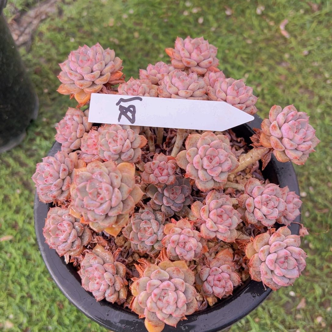 香玉的故事是一个人的