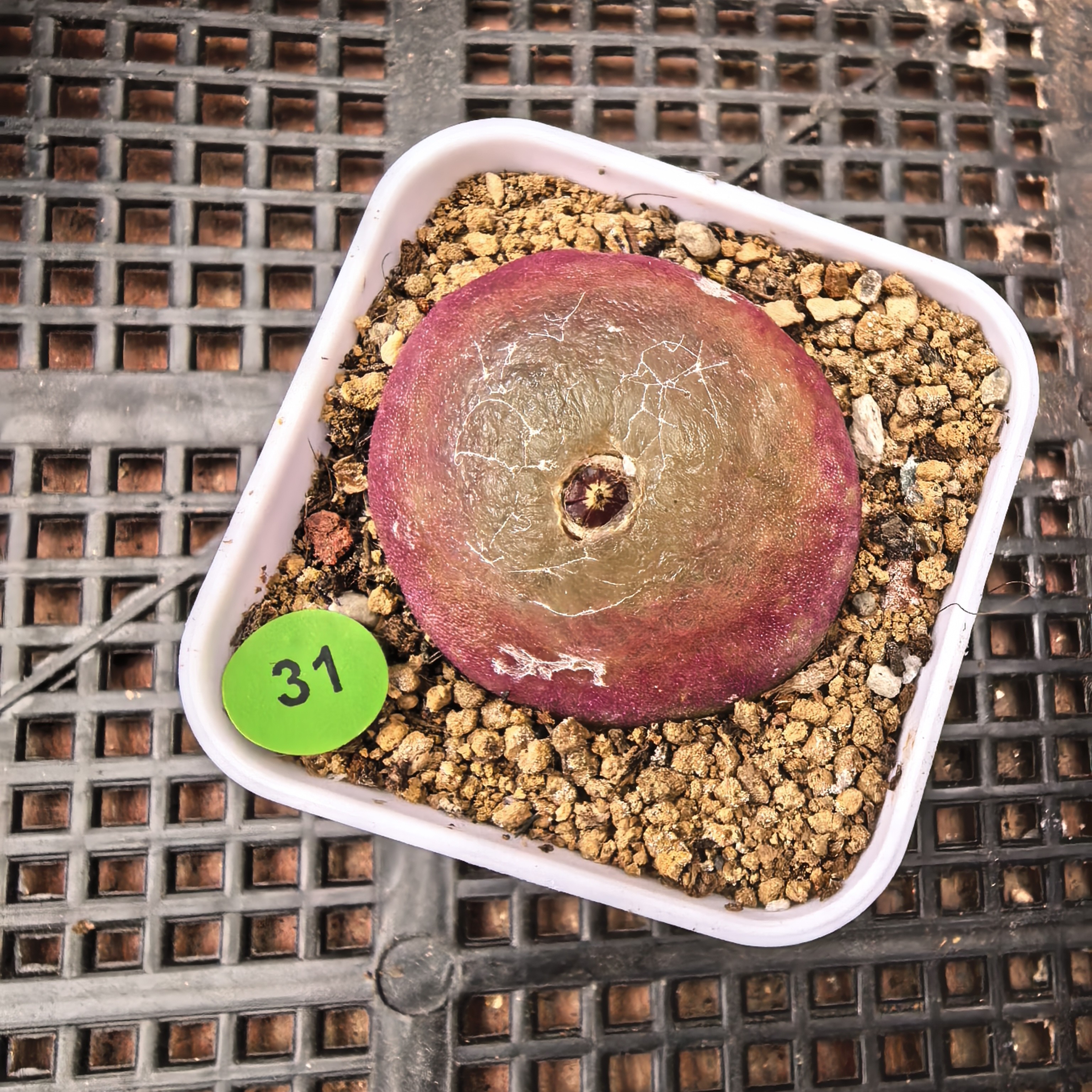 灯泡3.3-3.6CM带盆多肉31