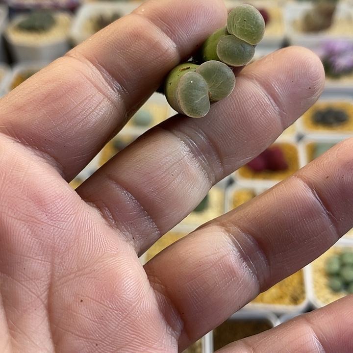 皮***丘佳人园艺多肉生石花701