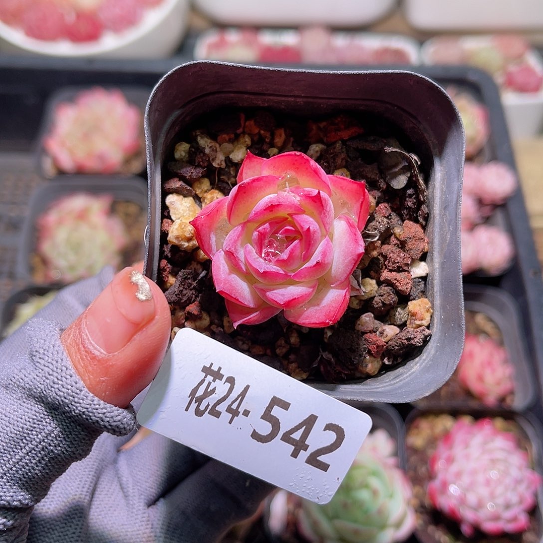 花24-542侧影单头