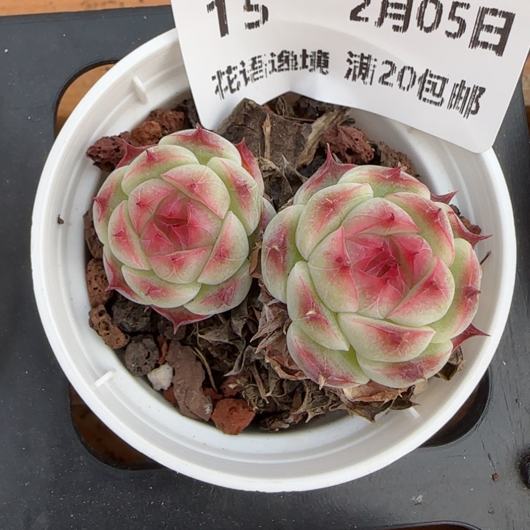 花语逸镜0205-15