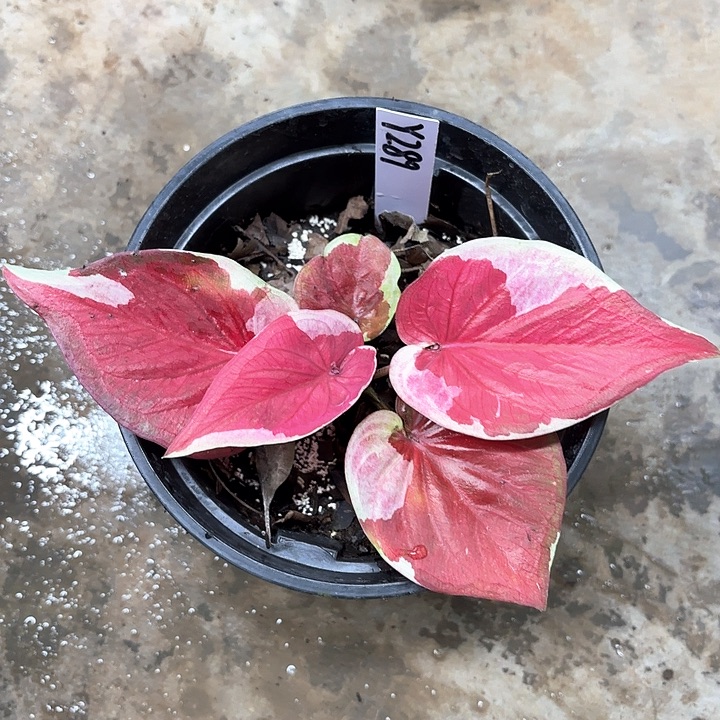 289-0205哆啦A梦广东现货