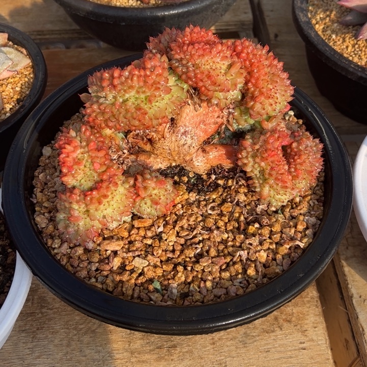 白胖子缀化 阿松多肉