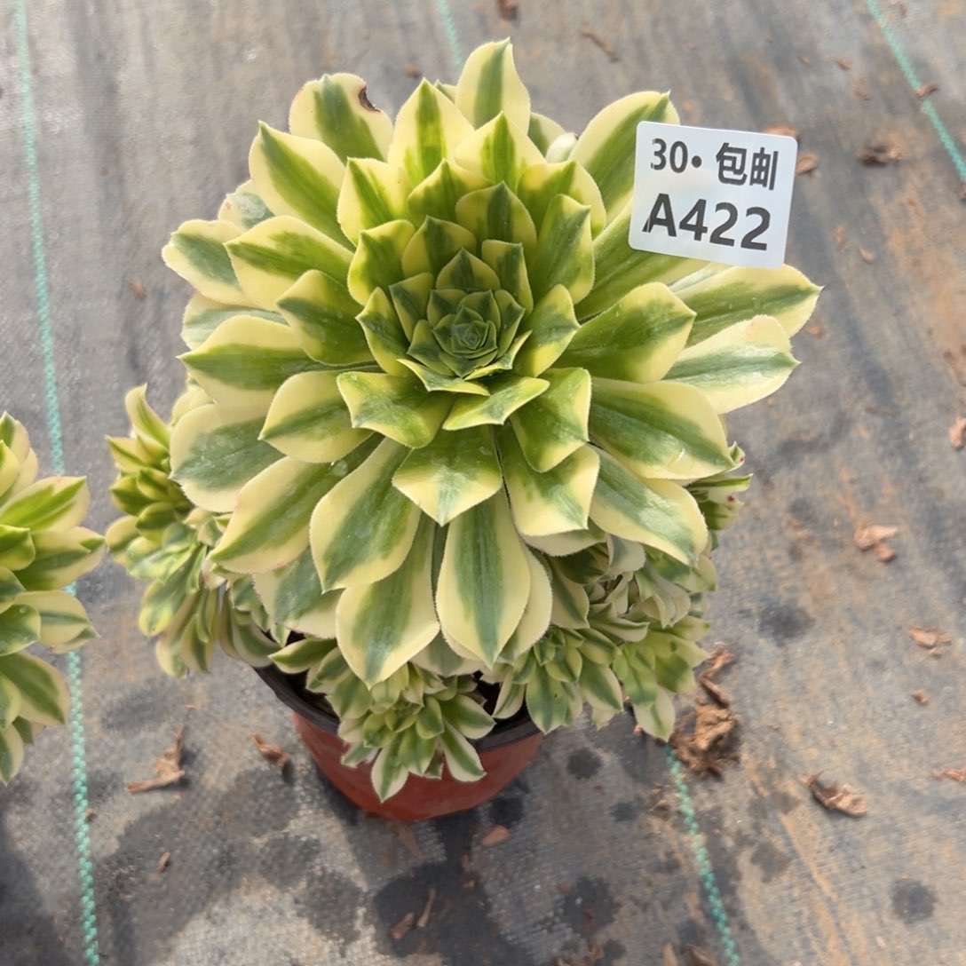 422 金丝翡翠多肉法师断枝不包