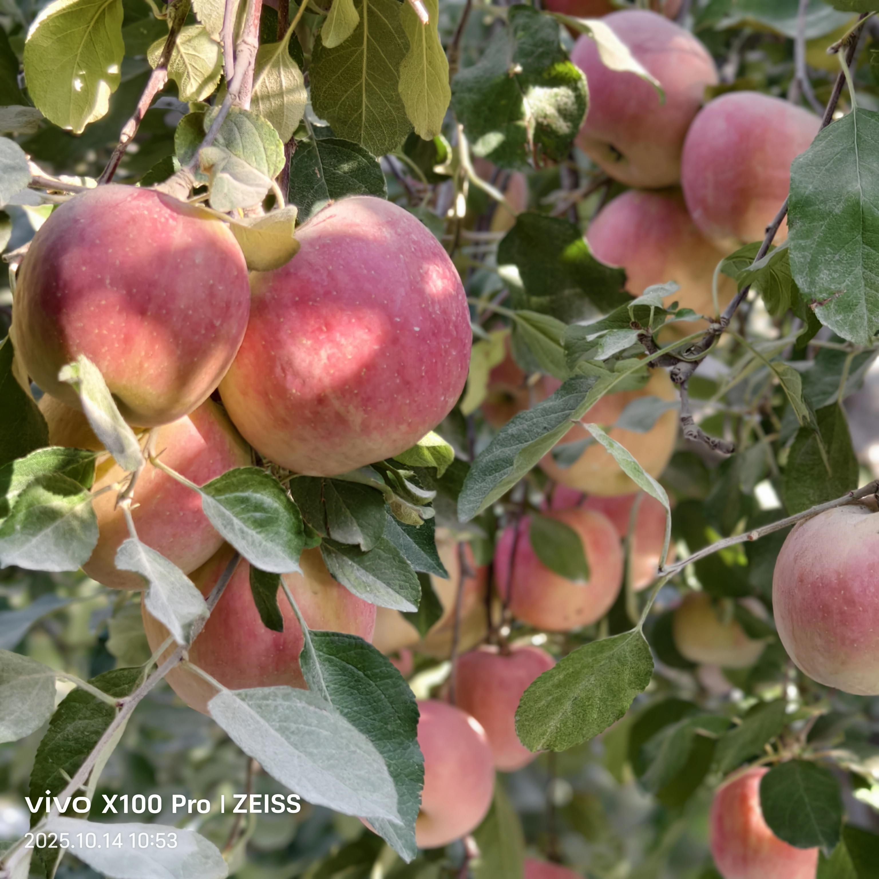 试吃装阿克苏市红富士冰糖心苹果原产地直发包邮试吃装75——79mm