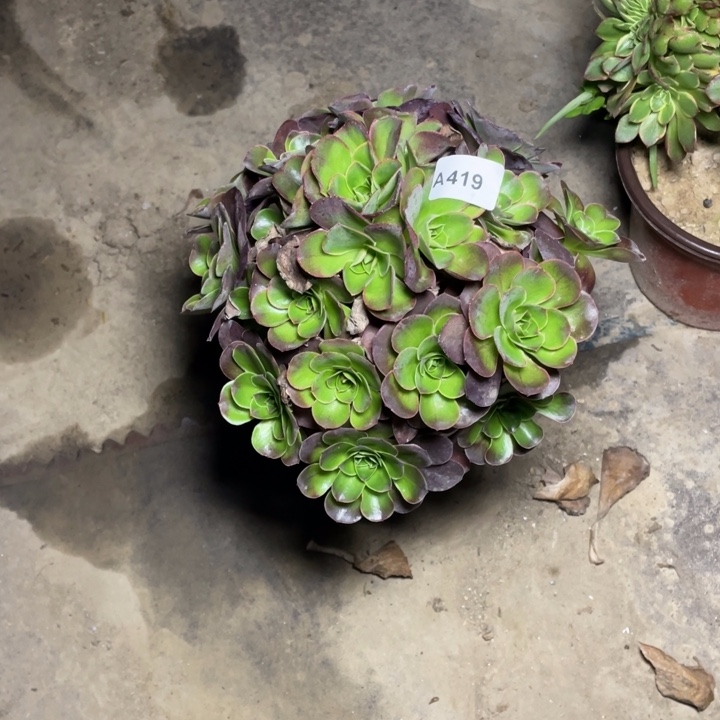 鱼***里419魅金多肉多肉植物