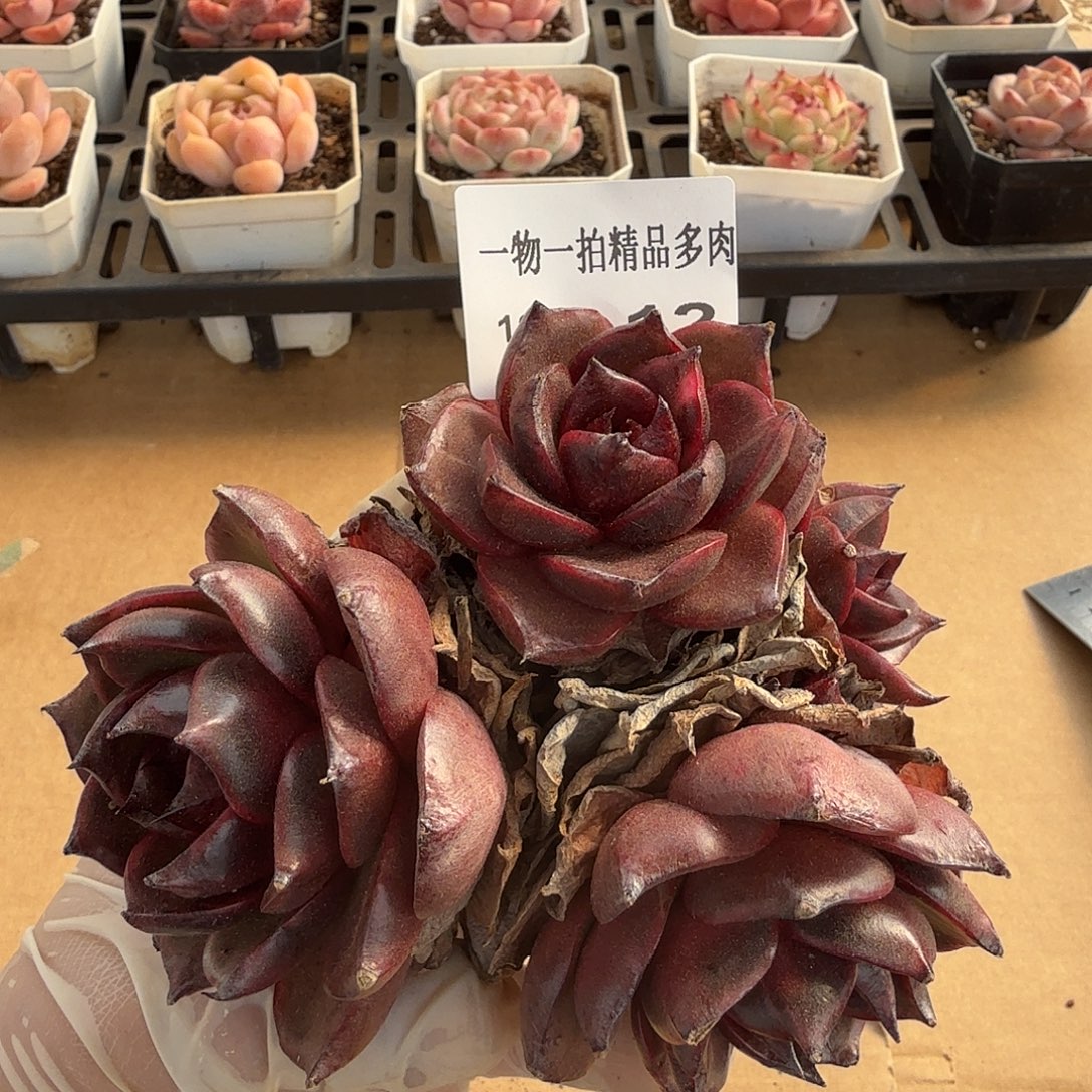 1207-12多肉一物一拍