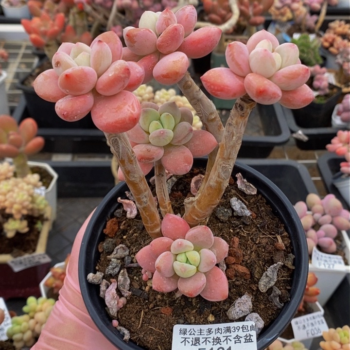 樱花洛神老桩有砍131多肉植物
