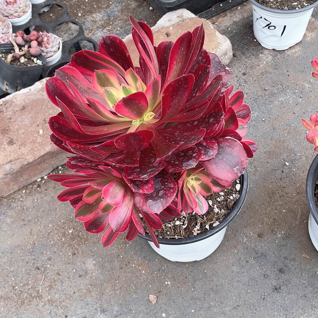 美杜莎手捧带盆发货多肉