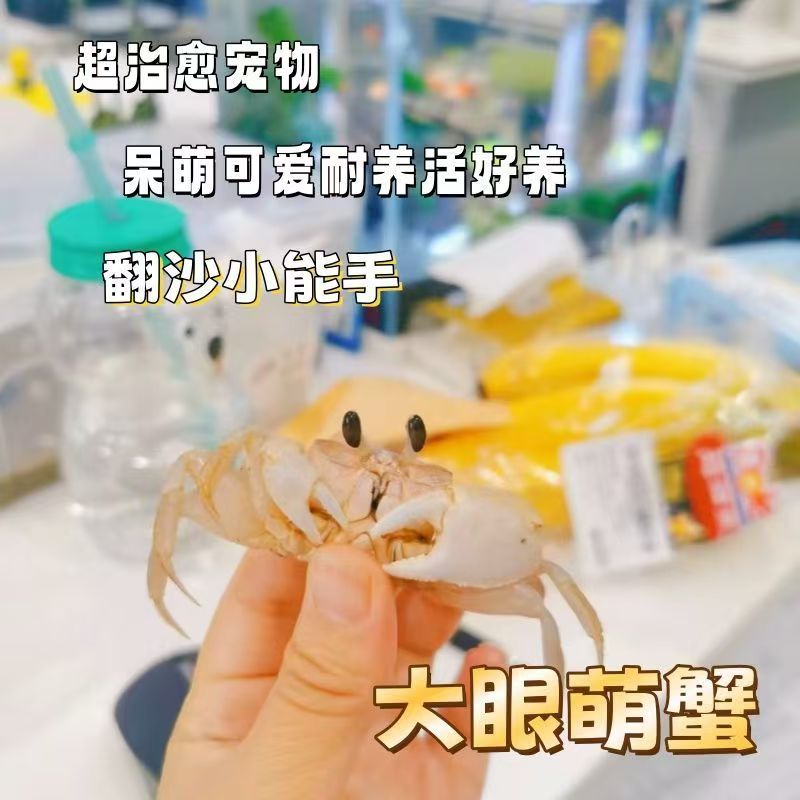 中华沙蟹活体大眼萌蟹适合做懒人宠物