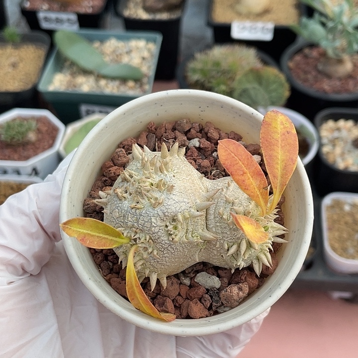 713惠比须笑块根，