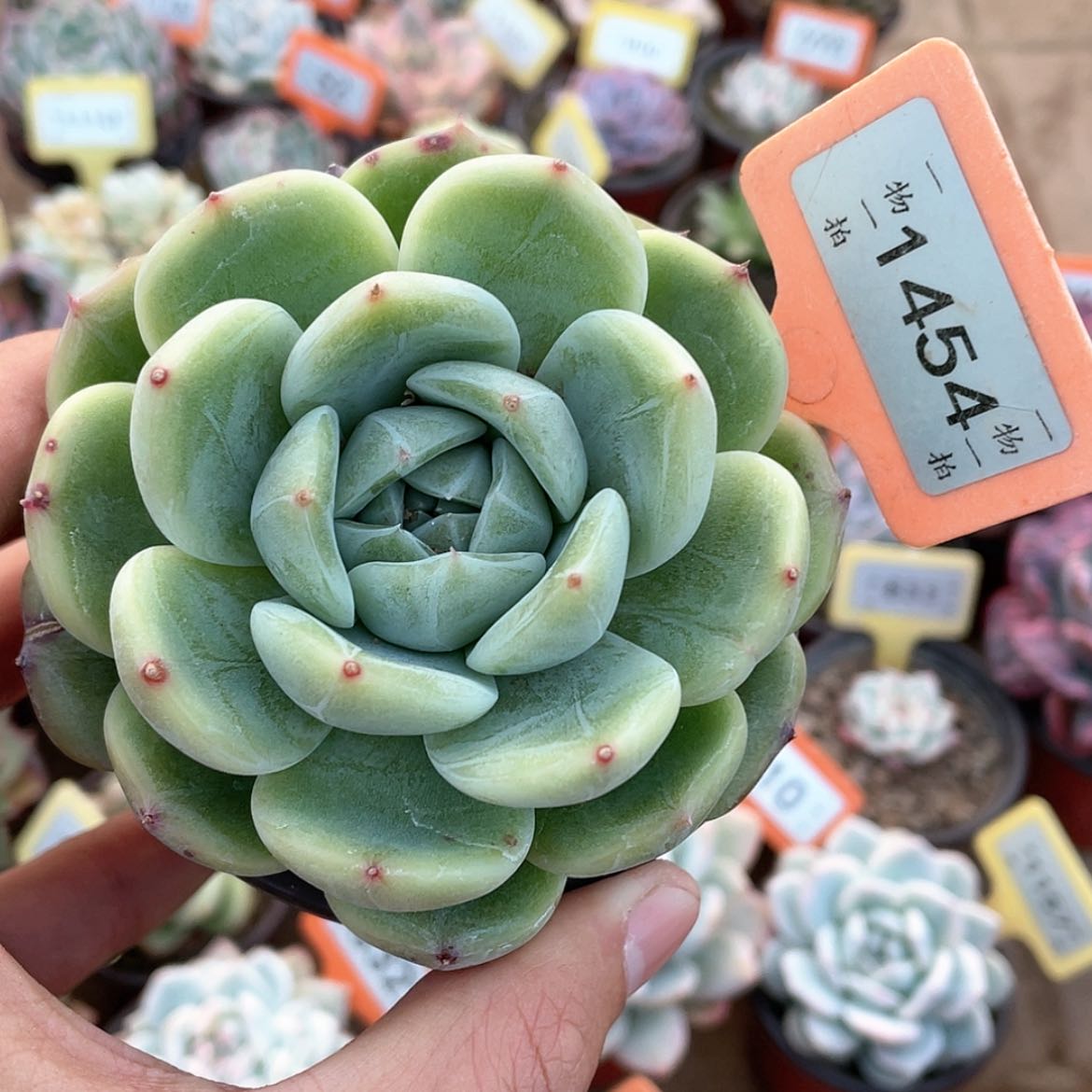 【闪购商品】1454号