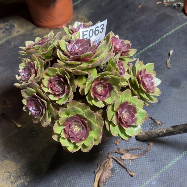 瑞妈，，，。。。。063干枯玫瑰，