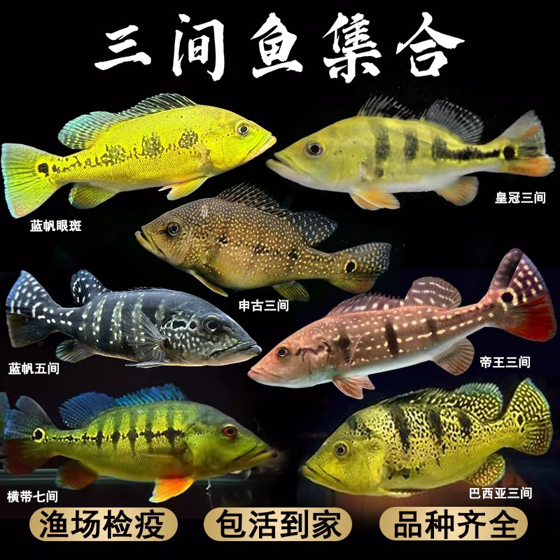 蓝帆眼斑霹雳马皇冠横带球体巴西亚申古帝王fogo 三间鱼 猛鱼配鱼