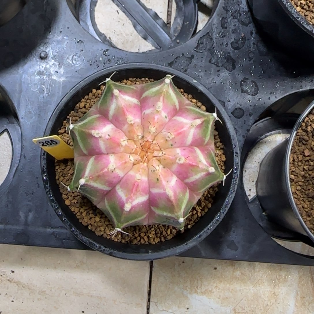 265号泰系实生轮回