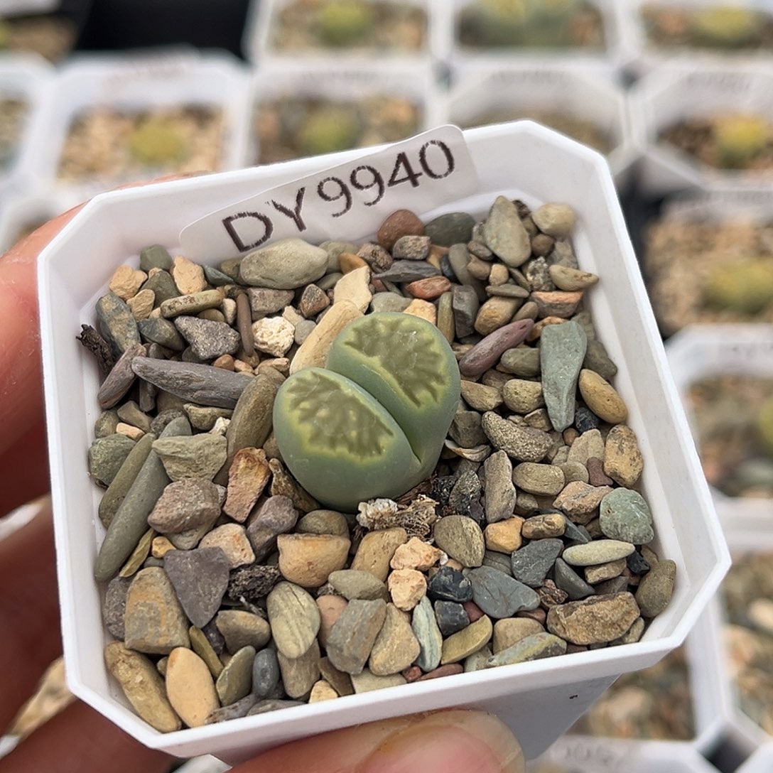 一物一拍绿菊9940